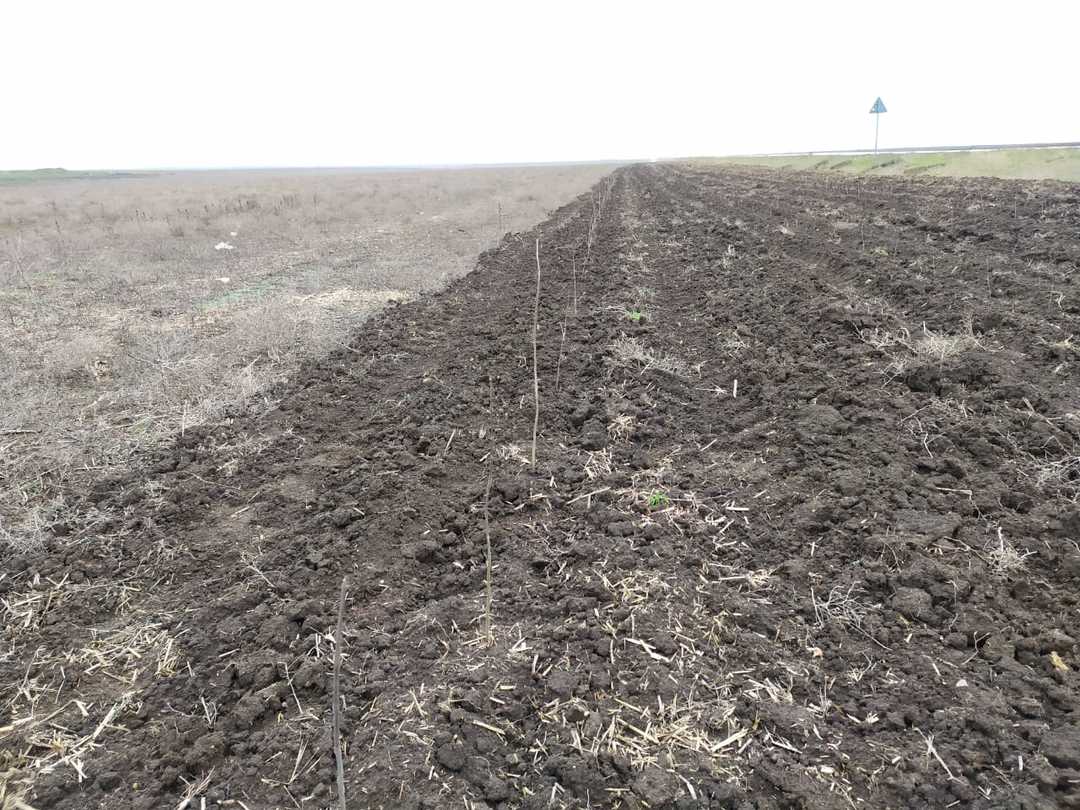 Купить Сухой Лес Симферополь